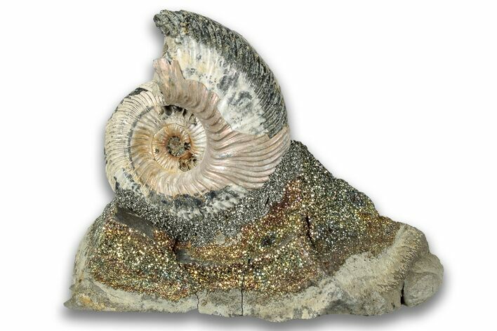 Iridescent, Pyritized Ammonite (Quenstedticeras) Fossil Display #324248